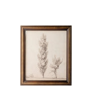 Load image into Gallery viewer, Vintage Poplar Tree Sketch Wall Art